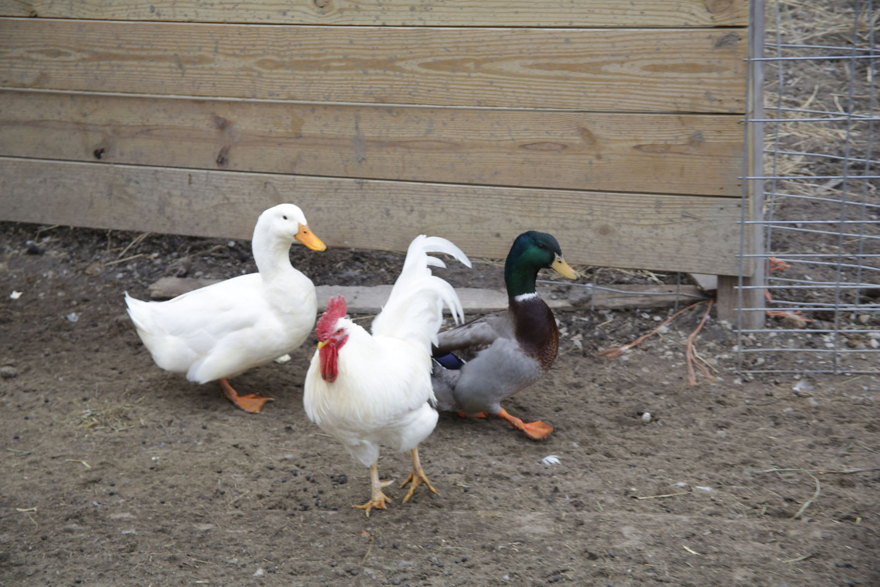 Erin's Farm animal sanctuary